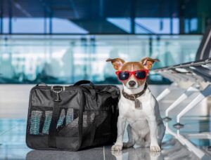 b pet travel agency with traveling with pets seaborne airlines 5
