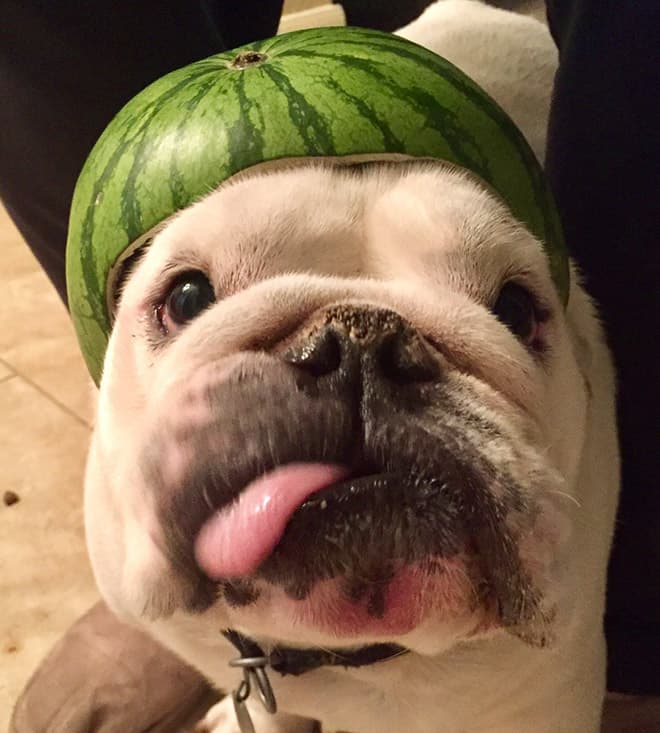 watermelon hats16