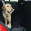outwardhound pupshield protective backseat car hammock
